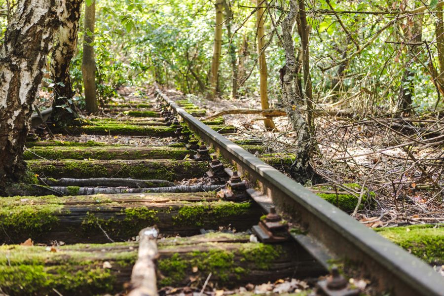 Überwucherte und bemooste Gleise zwischen Bäumen im Natur Park Südgelände.