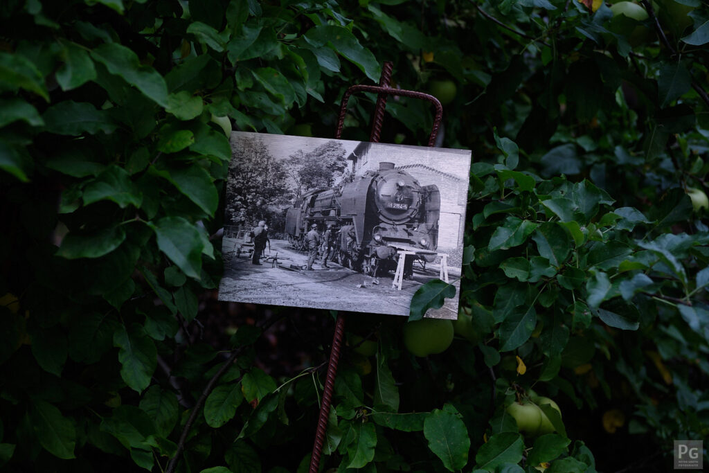 Historische schwarz-weiß Fotografie einer Dampflok, eingewachsen zwischen Bäumen.