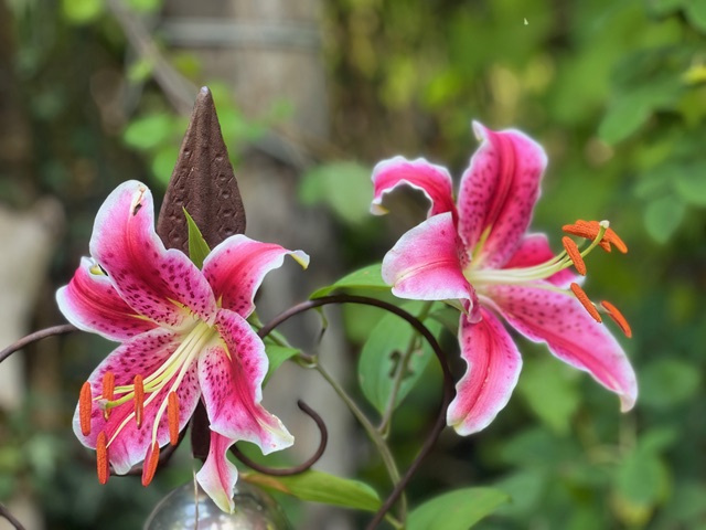 Zwei pinke Blüten mit großen Blütenblättern