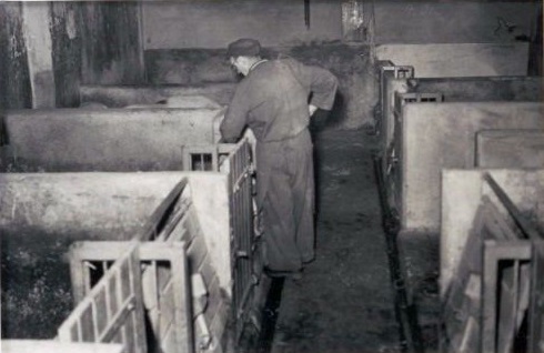 Blick in den Schweinestall der Transformatorenfabrik, 1951. Mann füttert Schweine.