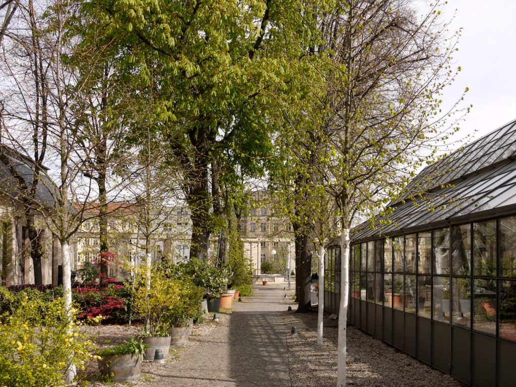 Bäume auf der Terrasse am Pfefferberg